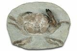 Oligocene Fossil Crab (Branchioplax) - Washington State #345497-1